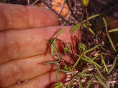 Oxalis pendulifolia