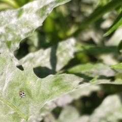Psyllobora picta