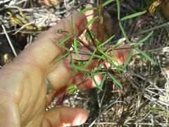 Oxalis pendulifolia