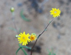Podolepis longipedata