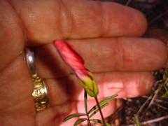 Oxalis pendulifolia