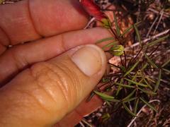 Oxalis pendulifolia