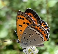 Lycaena panava