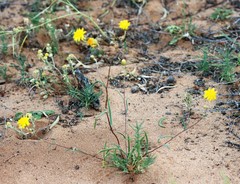 Podolepis longipedata