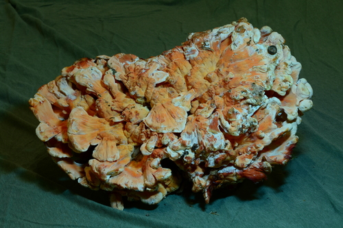 White-pored Chicken of the Woods (Laetiporus cincinnatus)
