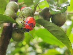Poecilocoris latus