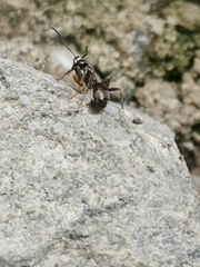 Formicinae