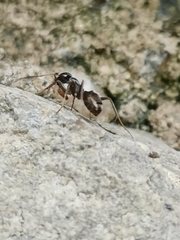 Formicinae