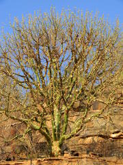 Commiphora marlothii