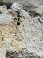 Formicinae