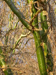 Commiphora marlothii