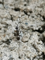 Formicinae