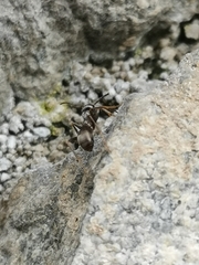 Formicinae