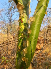 Commiphora marlothii