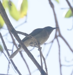 Lichmera indistincta