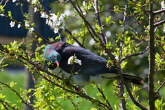 Hemiphaga novaeseelandiae