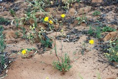 Podolepis longipedata