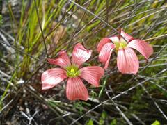 Oxalis pendulifolia
