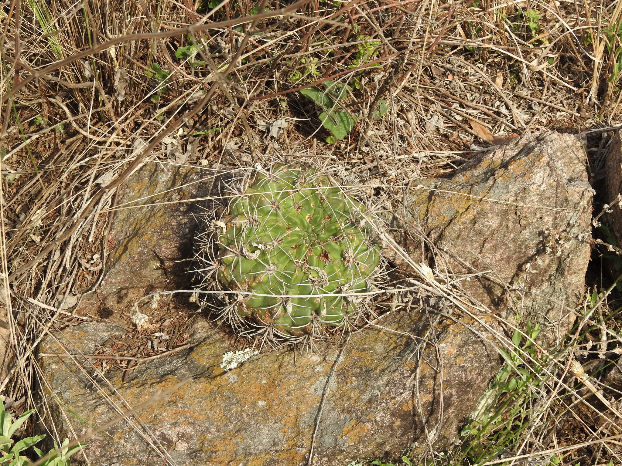 Gymnocalycium mostii | Botanico Hub