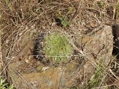Gymnocalycium mostii