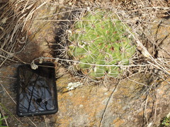 Gymnocalycium mostii