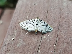 Conchylodes ovulalis