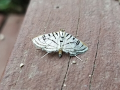 Conchylodes ovulalis