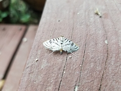 Conchylodes ovulalis