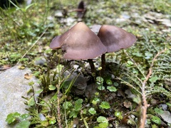 Psilocybe subcaerulipes