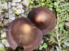Psilocybe subcaerulipes