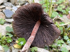 Psilocybe subcaerulipes