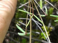 Oxalis pendulifolia