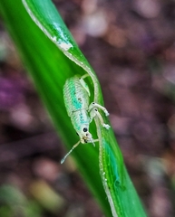 Compsus viridivittatus