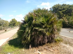 Chamaerops humilis