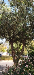 Quercus oblongata