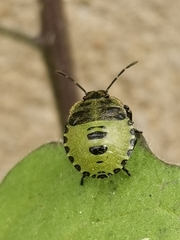 Palomena prasina