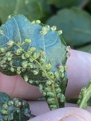 Anthocoptini