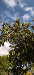 Quercus oblongata