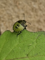 Palomena prasina