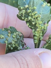 Anthocoptini