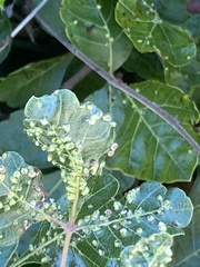 Anthocoptini