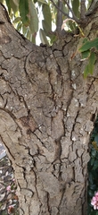 Quercus oblongata