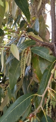Quercus oblongata