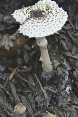 Lepiota felina