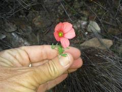 Oxalis pendulifolia