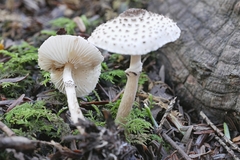 Lepiota felina