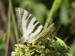 Iphiclides feisthamelii