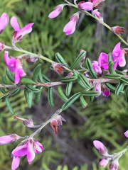 Indigofera concava