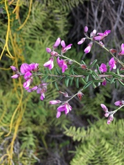 Indigofera concava