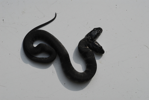 Northern Watersnake photographed in New York